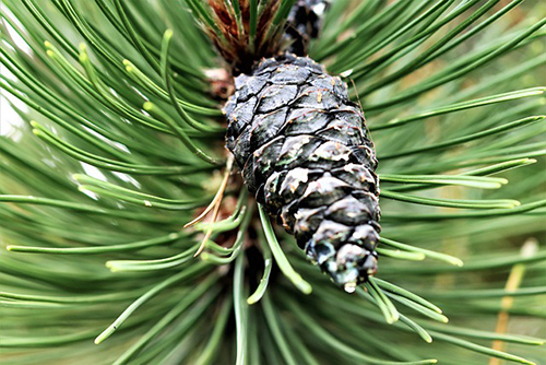 pine tree medicinal uses