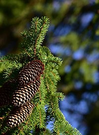pine tree scientific name