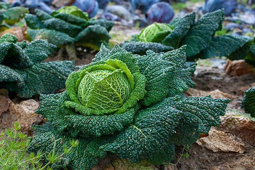 plant cabbage health benefits