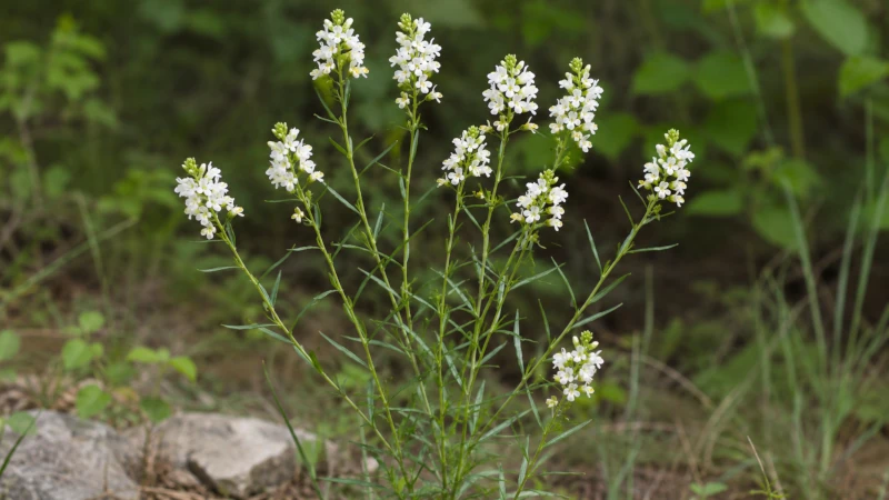 Polygala senega plant with small white flowers and slender stems.