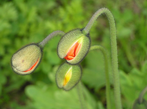 poppy health benefits