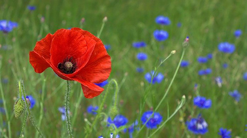 poppy plant benefits