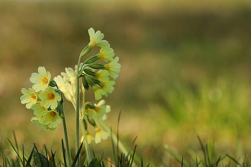 primrose plant benefits skin care