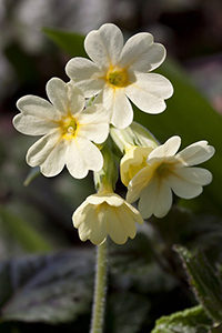 primrose plant benefits