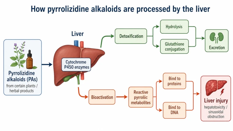 Simple diagram showing how pyrrolizidine alkaloids are processed by the liver.