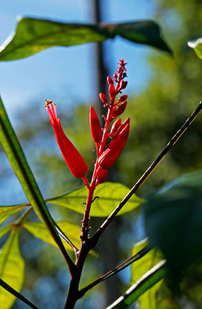 quassia amara medicinal uses