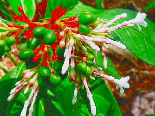 rauwolfia plant serpentina homeopathy