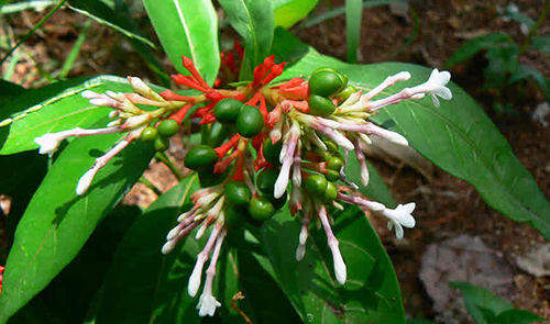 rauwolfia serpentina medicinal uses