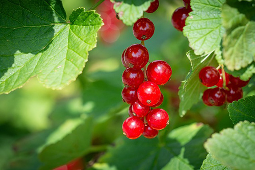 red currant plant nutrition facts