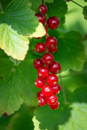 red currant nutritional benefits