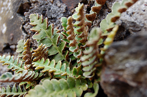 rustyback fern for lung afflictions