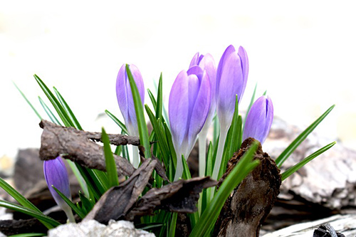 saffron plant benefits for health