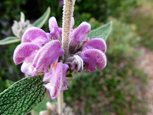 sage benefits for skin