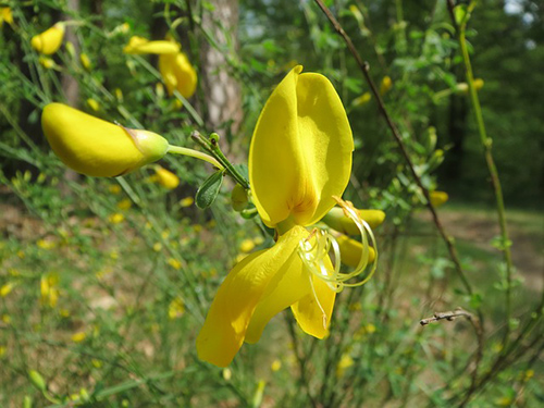 scotch broom plant