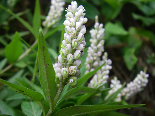 senega snakeroot for toenail fungus