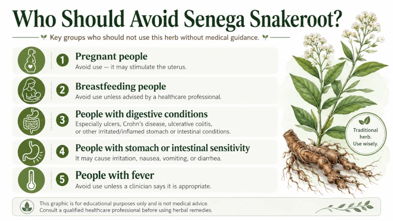 List of groups who should avoid senega snakeroot, including pregnancy and digestive conditions.