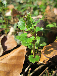 side effects of ground ivy