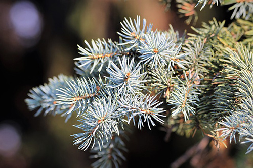 silver fir tree medicinal uses