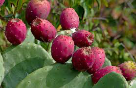 small cactus plants