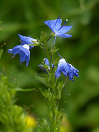 speedwell benefits