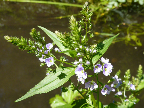 Unlocking the Health Benefits of the Speedwell Plant: Your Top 10 Questions Answered 1