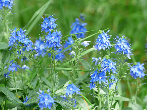 speedwell plant medicinal uses