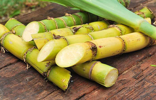 sugar cane juice benefits ayurveda