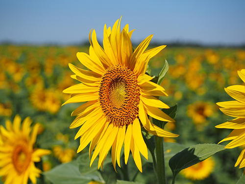 sunflower plant leaves benefits