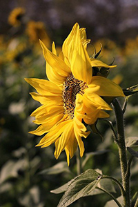 sunflower medicinal uses