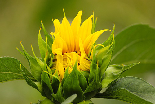 sunflower uses and benefits