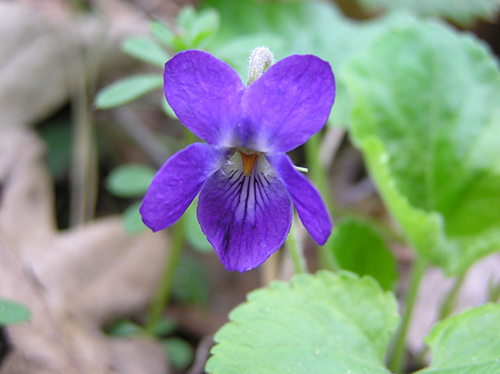 sweet violet oil benefits