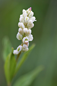 topical snakeroot extract