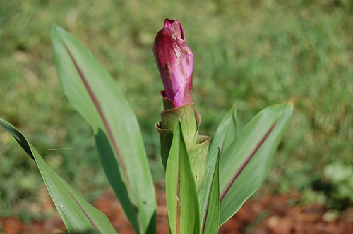 turmeric plant benefits