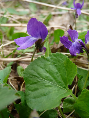 violet leaf medicinal uses