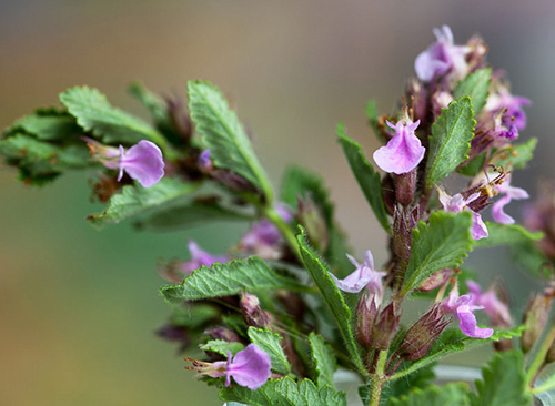 wall germander plant medicinal uses