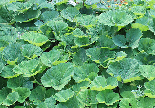 what is butterbur used for