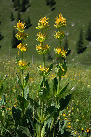 what is gentian good for