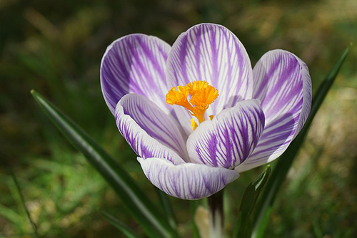 what is saffron used for
