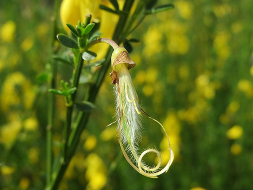 what is scotch broom