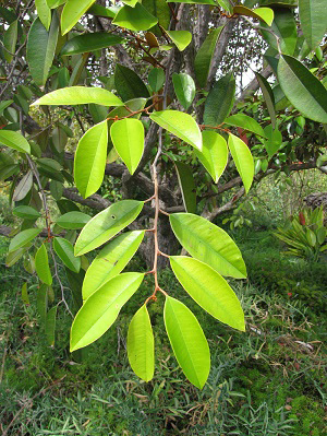 what star apple good for