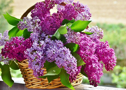 what to do with lilac plant flowers