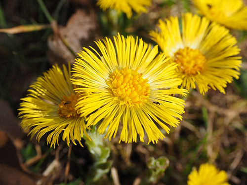 where does coltsfoot grow