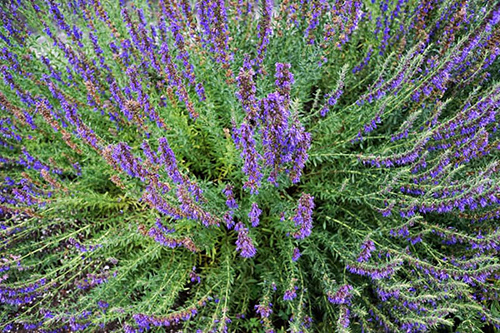 beautiful hyssop leaves and flowers