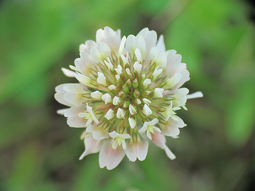 Wild Clover Plant: Health Benefits and Your Top 10 Questions Answered 1