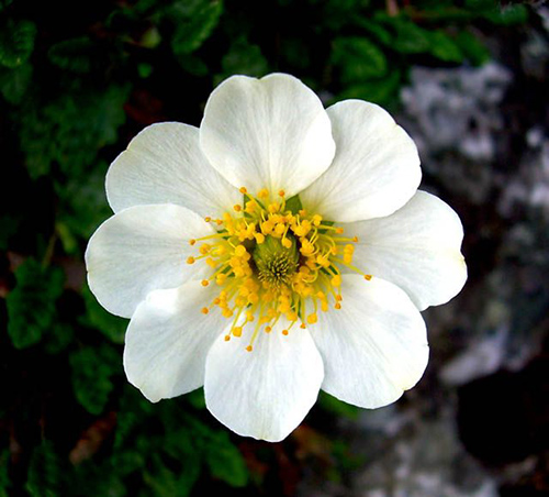 white dryas flowers are good for making swiss tea