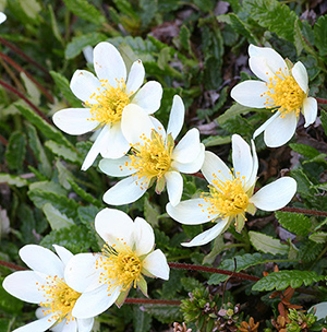 White dryas plant for medicinal use