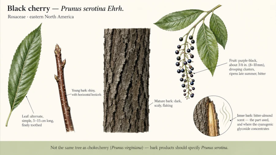 Botanical identification plate of black cherry showing a finely toothed leaf, young bark with lenticels, mature scaly bark, a drooping fruit cluster, and a cut inner bark section