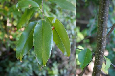 wild black cherry tree identification