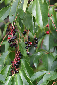 wild black cherry tree