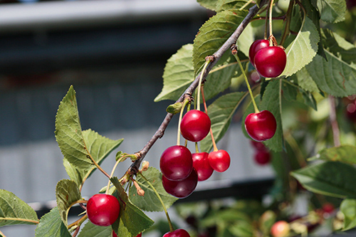 wild cherry bark medicinal uses